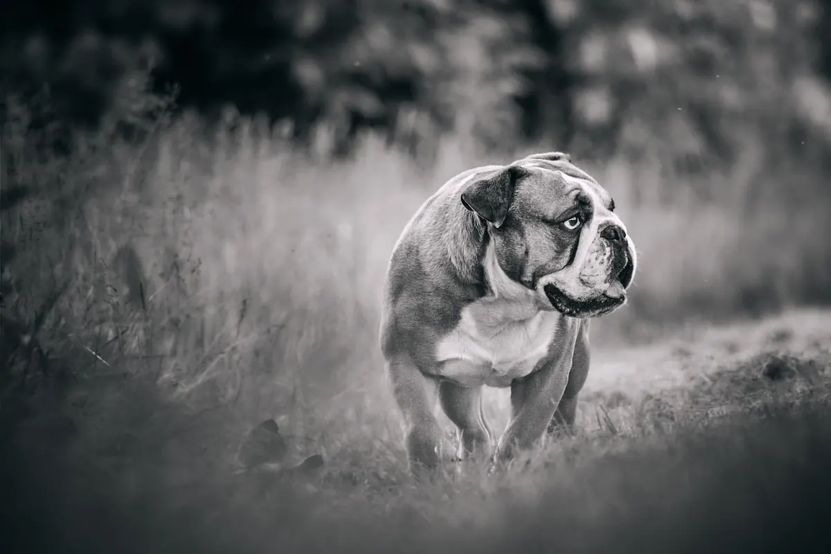 Black Dogs vs Boggarts: Comparing Two British Folklore Creatures