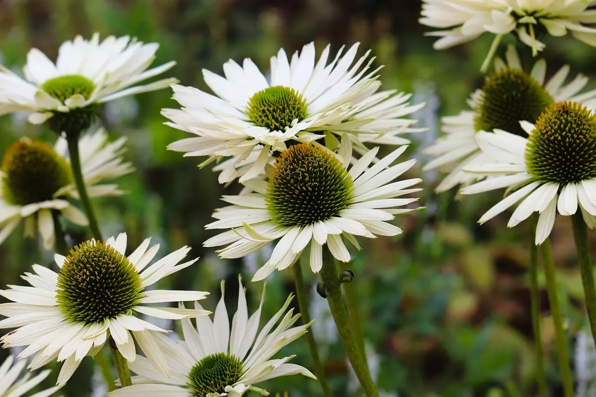 The Folklore Garden Checklist: 12 Plants with Superstitions and Their Meanings