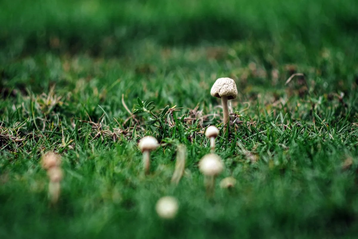 What Are Fairy Rings? The Folklore and Science of Mushroom Circles